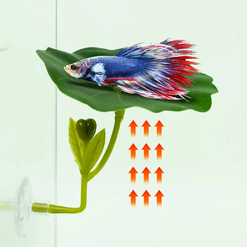 (Ce14) 1/5 قطعة، أرجوحة على شك - مراجعة Betta Fish Tank وسعره
