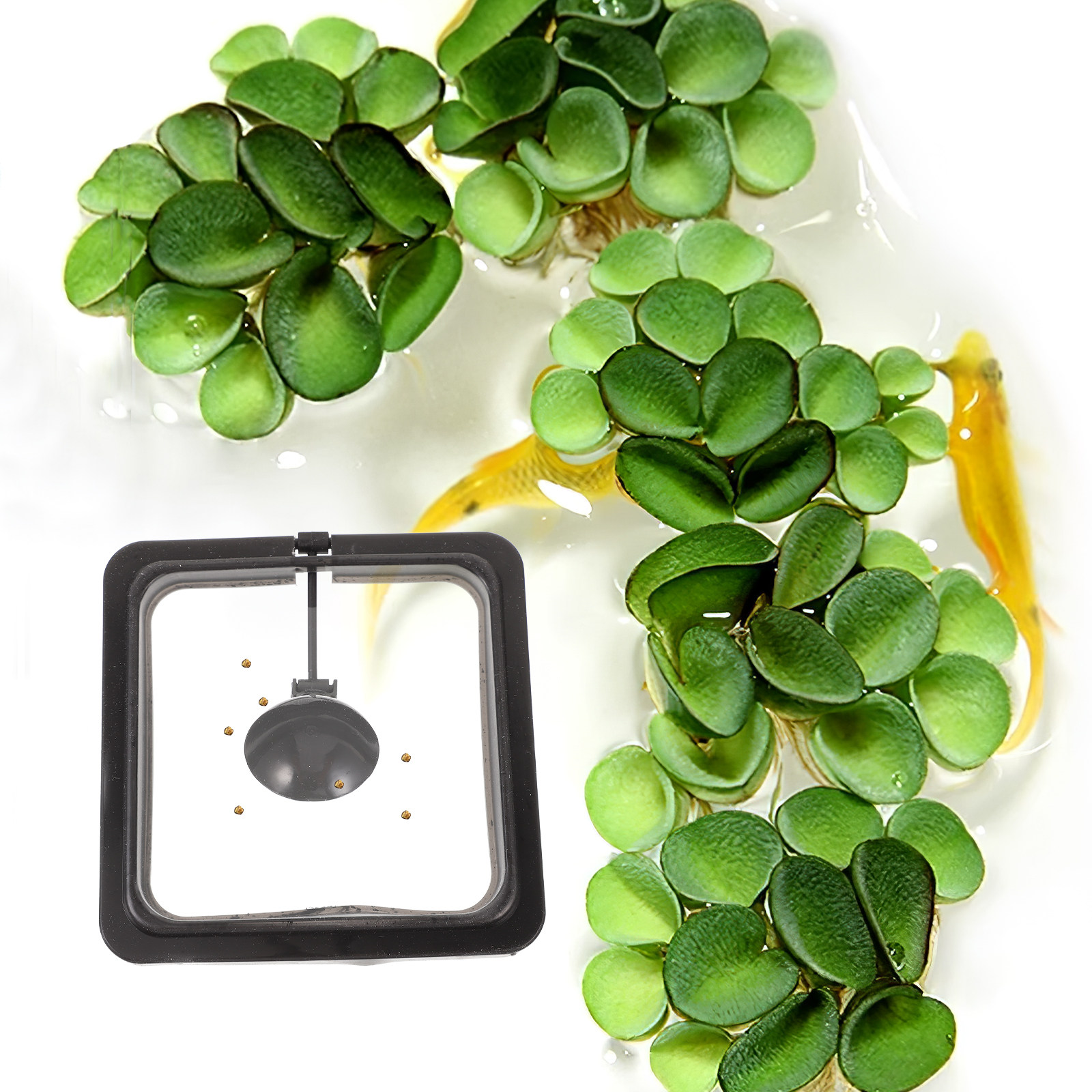 حلقة تغذية مربعة لحوض السمك، ح - مراجعة Aquarium Fish Keeping وسعره
